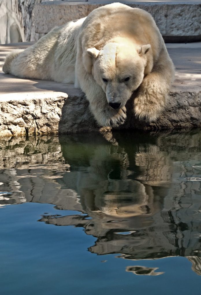 The Bear Season 3 review image.